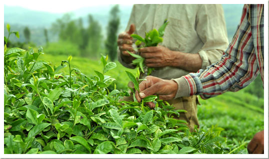دانلود طرح توجیهی تولید چای صنعتی